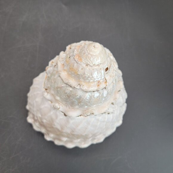 Vintage Shell Large Turbin Conk and Dried Sea Grass Sea Fan Seaside Decor PR122 - Picture 6 of 8